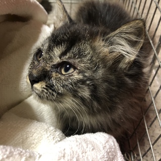 ふさふさの子猫の募集です。