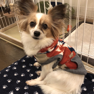 のんびり穏やかなパピヨン(Mix？)のチロルちゃん