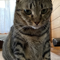 アナ