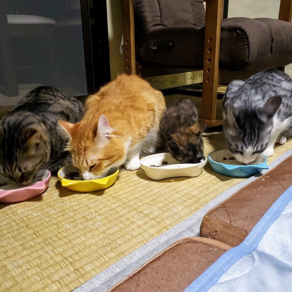 アナのカバー写真