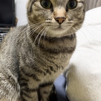 サン