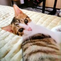 人なつこいモモタ