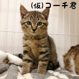 家族にしてください③
