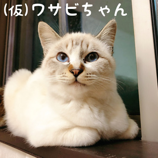 家族にしてください⑤