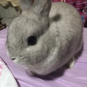 ネザーランドうさぎの男の子