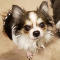 人も犬も好き ロングコートチワワ ゴンくん
