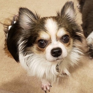人も犬も好き ロングコートチワワ ゴンくん