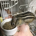 シマリスの里親さん募集です