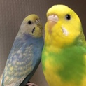 セキセイインコ2羽 里親募集！