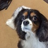 よこちゃん8787