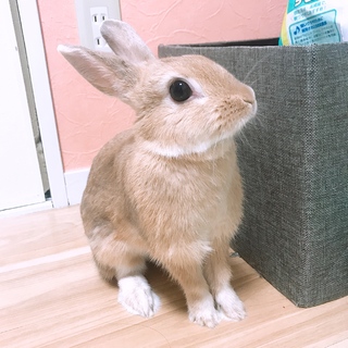 ネザーランドドワーフ女の子里親募集