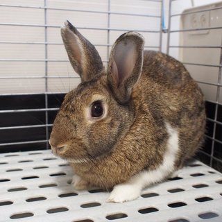 うっとこのこが投稿した里親募集 3ページ目 ペットのおうち 月間利用者150万人 うっとこのこが投稿した里親募集 3ページ目 ペットのおうち 月間利用者150万人