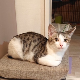 美男子アラミス【所沢】