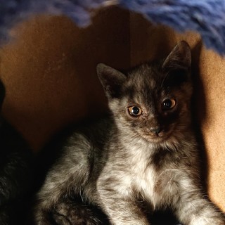 額に十字架もようの聖仔猫【所沢】