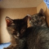 額に十字架もようの聖仔猫【所沢】 サムネイル6