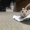 いわしみず