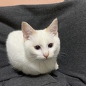 【交渉中】人懐こいフワフワ白茶の子猫