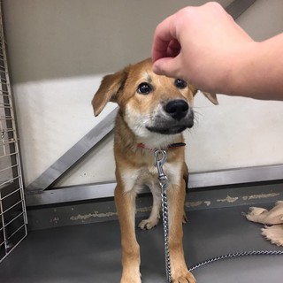 陽気な兄貴、子犬のカムイ君