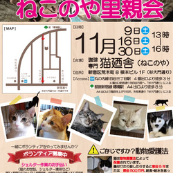 １１月３０日(土)　四谷猫廼舎　里親会（ボランティア募集中）