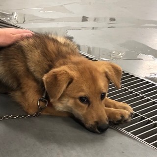 シャイな弟犬、カムト君→トライアル中！