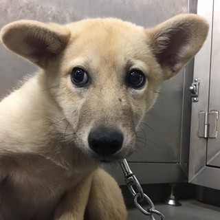 美形子犬、おしろ君