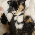 三毛猫☆メス
