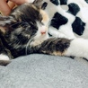 三毛猫☆メス サムネイル2