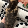 三毛猫☆メス サムネイル4