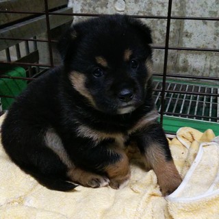 保健所からレスキューした子犬♂(交渉中)