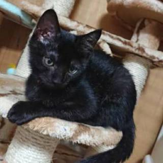 【12/1浅草橋】元気いっぱい♡ローザちゃん