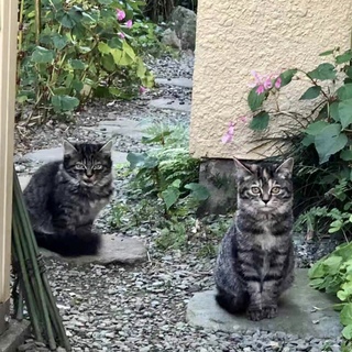 【11/30お台場】庭にいた人馴れフワモコキジ姉妹