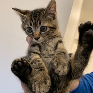 あたしはららよ！