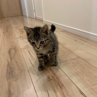 ボクはととだよ！