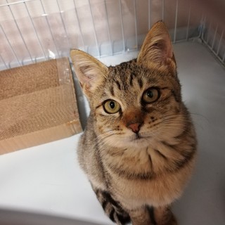 あたしはルバーブよ！