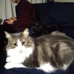 クリスマスケーキ