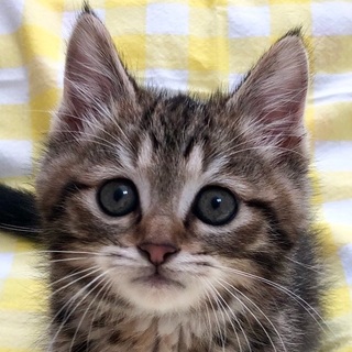 アメショミックスふわころ春太くん