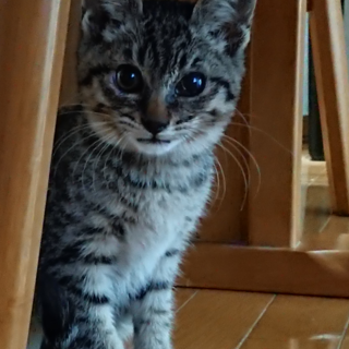 キジトラ、黒猫兄弟の里親募集です