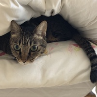 古賀くう