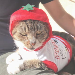 人懐っこいねこちゃん（りんごねこ）