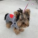 犬の飼い主を募集