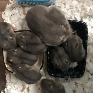 生後2週間ほどのジャンガリアンハムスターです！