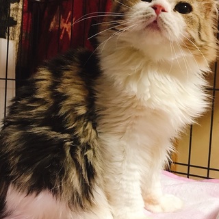 スコティッシュホールドのグラ君