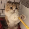 なでなで大好きな小柄なスコティッシュ