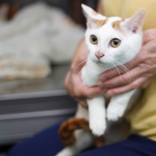 譲渡対象猫のご紹介♪