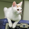 譲渡対象猫のご紹介♪ サムネイル3