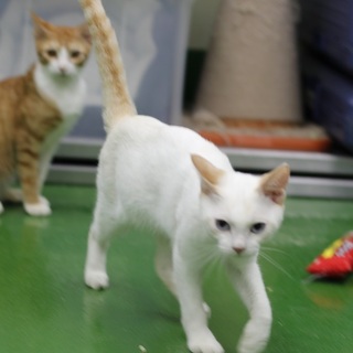 譲渡対象猫のご紹介♪