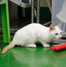 譲渡対象猫のご紹介♪ サムネイル3