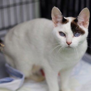 譲渡対象猫のご紹介♪