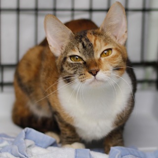 譲渡対象猫のご紹介♪