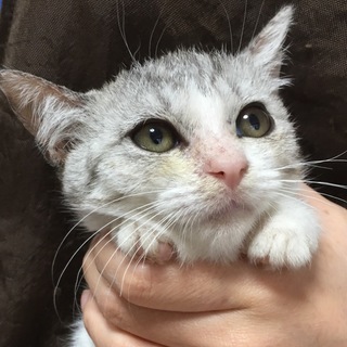 里親決定。サバ白子猫ミスティちゃん